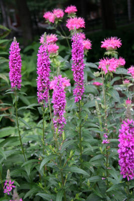 Loosestrife & Bee Balm