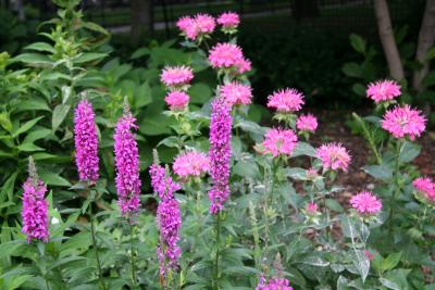 Loosestrife & Bee Balm