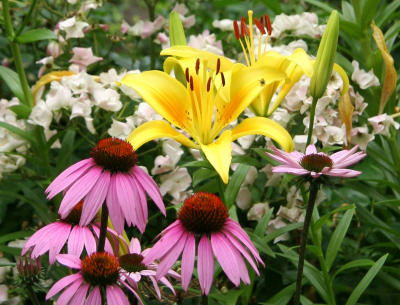 Echinacea, Lilies & Roses