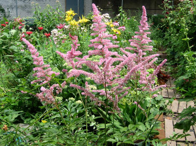 Astilbe or Pink Feathers