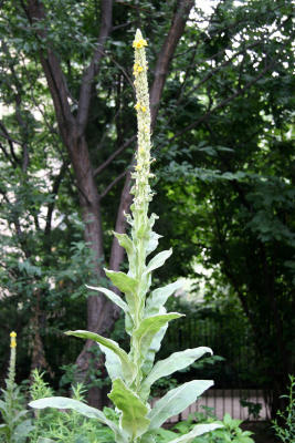 Verbascum