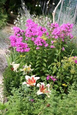Garden Path - Lilies, Phlox, Russian Sage & Gaura