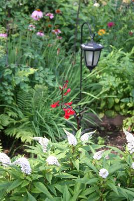 Garden View - White Goosenecks & Red Salvia
