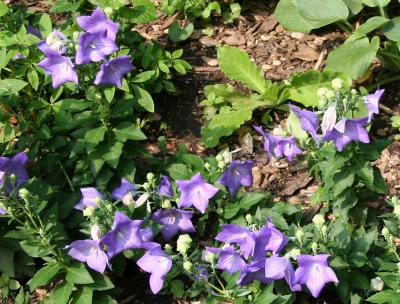 Balloon Flowers