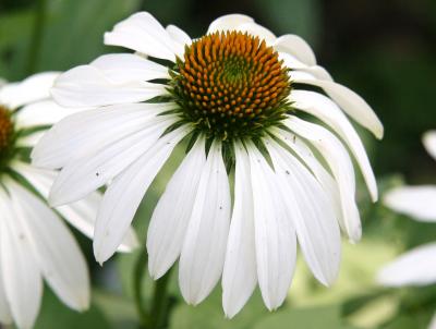 White Echinacea