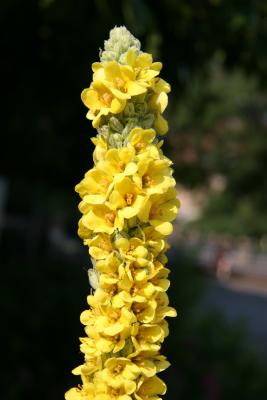 Verbascum