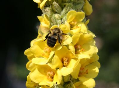 Bee on Verbascum Blossoms