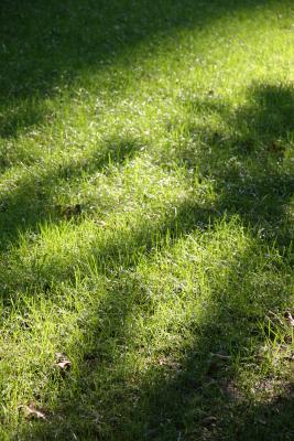 Morning Sunlight on Green Grass