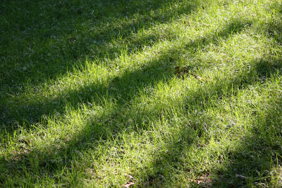 Morning Sunlight on Green Grass