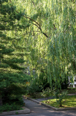 Willow & Pine Trees