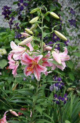 Lilies & Clematis