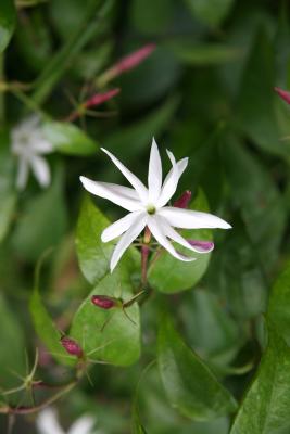 Jasminum nitidum - Star Jasmine or Angelwing Jasmine