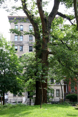 Hangmans Tree & 27 Washington Square North
