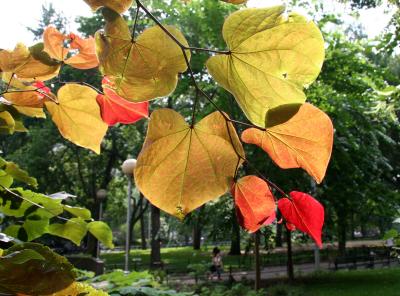 Under Cercis Foliage