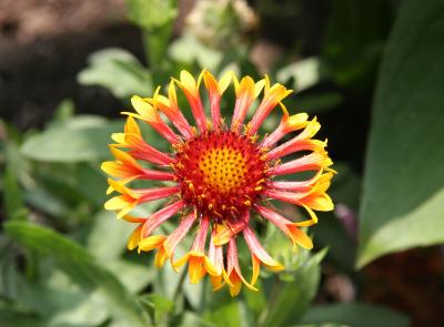 Gaillardia Aster - Blanket Flower