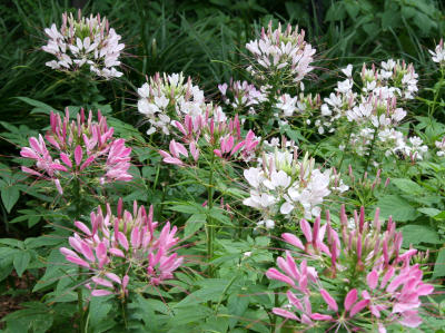 Cleome