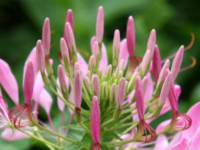 Cleome