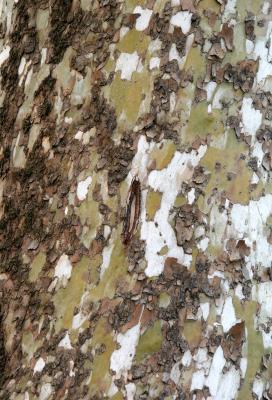 Sycamore or London Plane Tree Bark