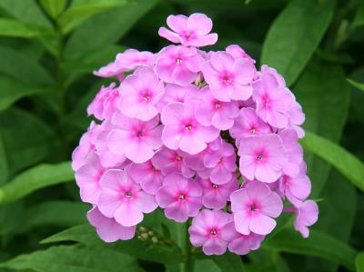 Pink Phlox