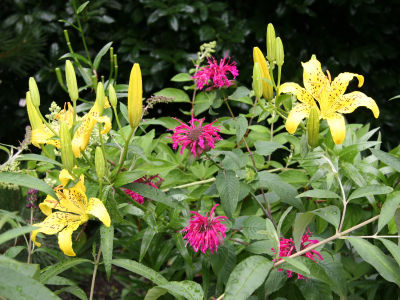 Lilies & Bee Balm