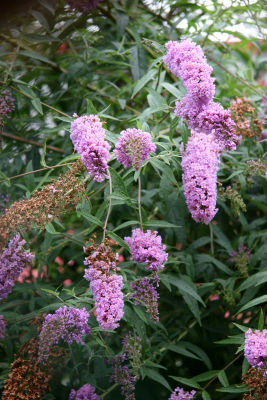 Buddleja or Butterfly Bush