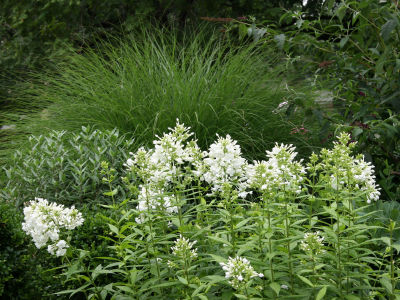 White Phlox & Summer Grass