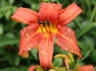 Lily after Rain