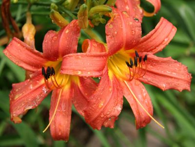 Lilies after Rain