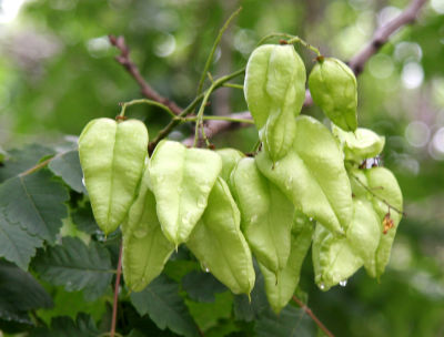 Golden Rain Tree Seed Pods