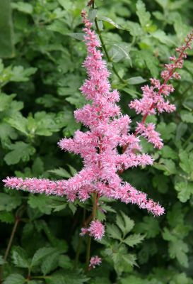 Astilbe or Feather Flowers