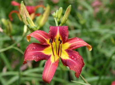 Lily after the Rain