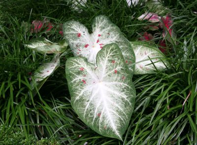 Caladium - Ascension Church Garden