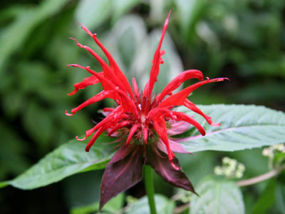 Bee Balm