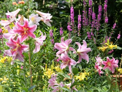 Lilies & Loosestrife