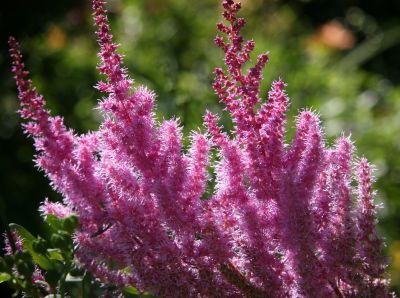 Astilbe or Feathers