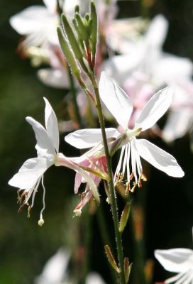 Gaura or Whirling Butterflies