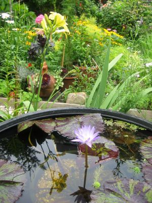 Garden Plot - Water Lily in a Tub