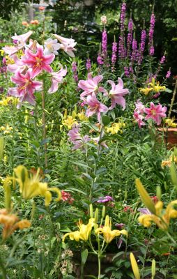 Lilies & Loosestrife