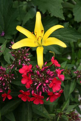 Yellow Lily & Red Phlox