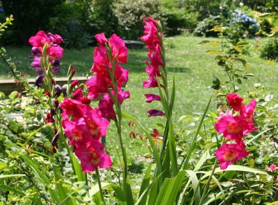 Garden View - Gladiolus
