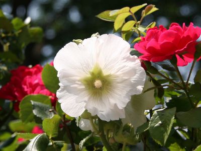 White Hollyhock & Red Rose Blossoms