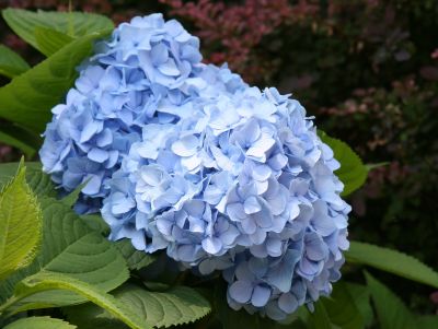 Blue Hydrangea Blossoms