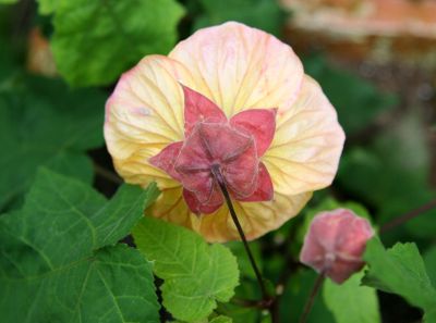 Abutilon - Flowering Maple or Malva