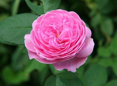 Catherine Guillot Rose