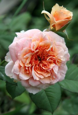 Versigny Roses