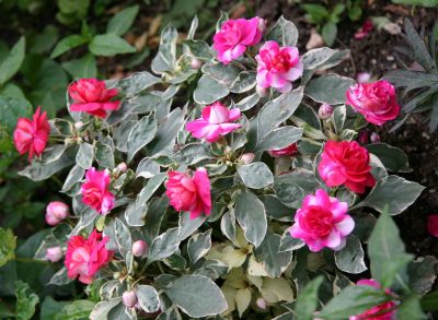 Impatiens Rosettes