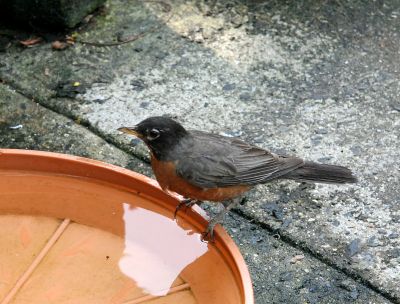 Robin in the Bird Bath