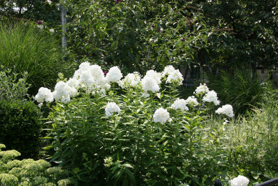 Phlox Flowers