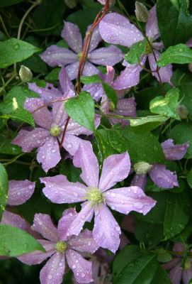 Clematis