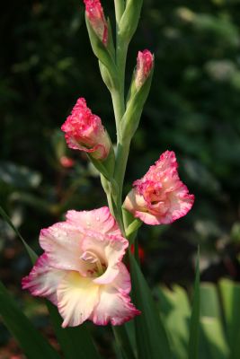 Gladiolus